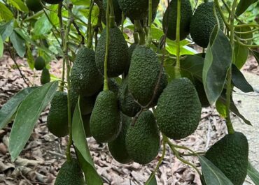 FRESH PLAZA: Los productores marroquíes de aguacate «siguen negándose a cosechar»