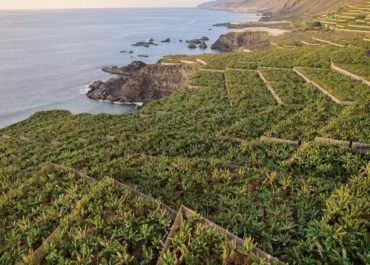 CANARIAS AHORA:  La organización agraria Palca recurre la convocatoria de 6,5 millones en ayudas al plátano solo para cinco municipios de La Palma.      El recurso de reposición que firma el presidente de Palca-Unión de Uniones solicita, como también lo hace otro de Agusa, que los apoyos previstos únicamente para plataneros de Los Llanos de Aridane, Tazacorte, El Paso, Tijarafe y Fuencaliente se extiendan a toda la isla