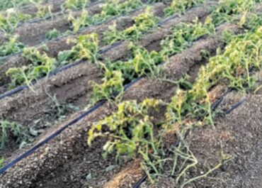 DIARIO DE AVISOS: La borrasca Emilia causa daños leves en el campo de Canarias, pero aumenta el agua de los embalses