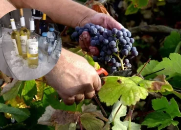 ATLÁNTICO HOY: Indignación en Tenerife por la presencia de vino de fuera en actos de instituciones públicas Asociaciones del sector reclaman a la Consejería del Sector Primario mayor control en estos casos, especialmente en un momento delicado para la viña en Tenerife