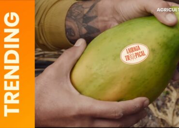 Lairaga Tropical  refuerza su  posicionamiento tanto en televisión como en entornos digitales.