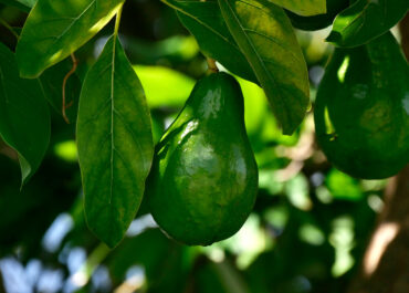 La ULL registra una patente para identificar variedades de aguacate resistentes a la salinidad