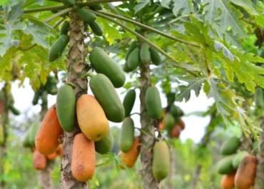ATLÁNTICO HOY: La papaya canaria, en la diana del acuerdo con Mercosur: en juego el 70% de la producción