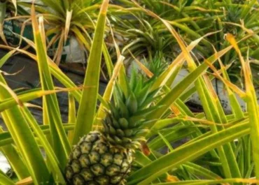 ATLÁNTICO HOY: La ley protege la piña canaria frente a Mercosur, pero la falta de vigilancia fronteriza la amenaza