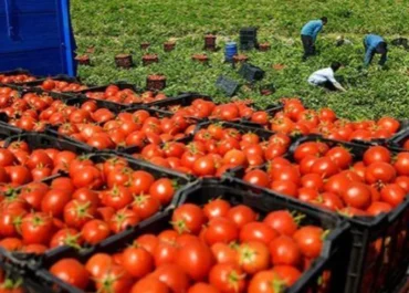 LA RAZÓN: 2025 fue un año récord de exportaciones de frutas y hortalizas marroquíes España es el principal competidor directo en los segmentos del tomate y los productos tempranos.