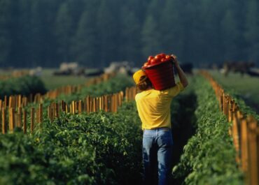UFFPOST: Laurențiu, agricultor, abandona la agricultura tras acumular 60.000 euros de deudas: «Tenía miedo de perder mi casa»