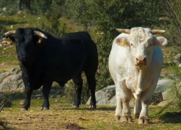 LA VOZ DE GALICIA: Los ganaderos españoles convocan para el día 15 una protesta en la frontera francesa por «el desamparo» frente a la dermatosis nodular contagiosa