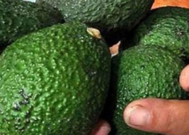 MIORIENTE: Corpohass alerta que por aumento del mínimo, estaría en riesgo conservar los 81 000 empleos formales que genera el sector aguacatero en Colombia