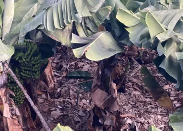 CANARIAS AHORA:   El sector platanero de Canarias espera obtener precios sin pérdidas para sus agricultores a partir de mitad de febrero      El comportamiento de los precios en origen en lo que va de año; o sea, los ingresos que recibirán los cosecheros locales por su fruta vendida, principalmente por los envíos a la Península, calca la evolución registrada en el mismo periodo de 2025