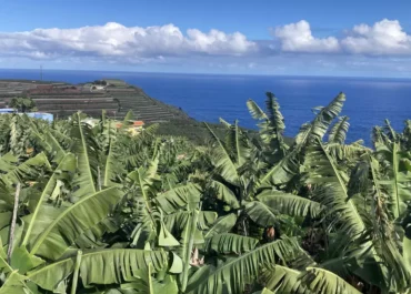 CANARIAS AHORA:  La cooperativa platanera Agusa hace un pago adicional a sus productores de 0,02 euros por kilo      El consejo rector de la palmera Agricultores Guanches acuerda abonar a sus socios esa cantidad adicional por todo el plátano entregado en 2025; Agusa liquida así un precio medio ese año de 0,94 euros por kilo a sus 1.000 agricultores.