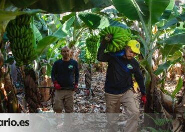 CANARIAS AHORA:  El plátano de Canarias se sigue vendiendo en la Península a precios con pérdidas para el agricultor.      La recuperación de las cotizaciones al por mayor y en verde, en primera transacción y en el casi único mercado externo de la fruta isleña, está siendo algo más lenta que en 2025: el ingreso del platanero llega a 0,63 euros/kilo, aún por debajo de sus costes agrícolas, y ya son casi dos meses de esta manera.