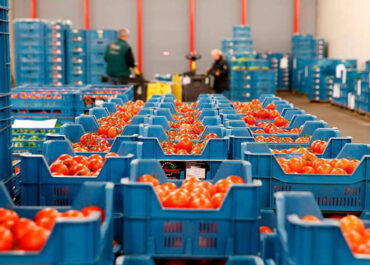 AGROINFORMACIÓN: El sector de tomate español impulsa una acción de defensa europea para denunciar los desequilibrios comerciales y proteger a los productores