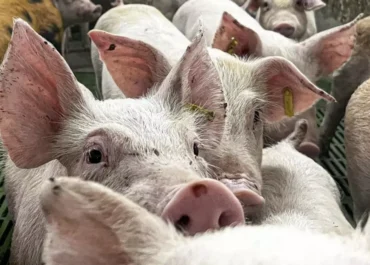 CANARIAS AHORA:  Multa de 45.000 euros a una granja ligada al exdirector general de Ganadería (CC) por tener más cerdos de los permitidos      La justicia avala la sanción a la empresa Agropecuaria Los Pasitos, de la que es administrador solidario Juan Pedro Dávila, quien también fue director general de Ganadería del Gobierno canario entre 2010 y 2015 y asesor de Fernando Clavijo durante su primera etapa como presidente regional