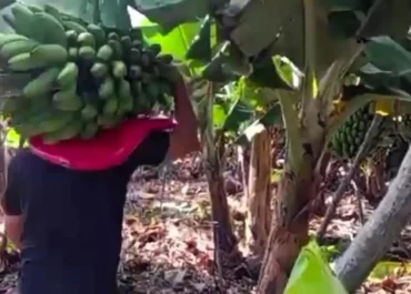 CANARIAS AHORA:  El plátano de Canarias acumula dos meses de ventas con pérdidas en la Península      La fruta expedida al resto de España, el casi único mercado exterior isleño, suma dos meses, enero y febrero de 2026, con cotizaciones al por mayor y en verde que trasladan pérdidas al cosechero: el precio percibido por el productor local del mercado aún no supera los 0,70-0,80 euros/kilo, la horquilla de costes del cultivo