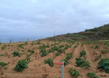 EL DIA: Los agricultores insisten en acelerar las inversiones hidráulicas en Canarias para prevenir crisis de sequía