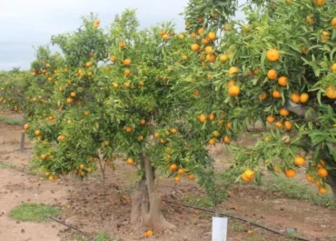 EL DEBATE: Diez años de acuerdo con Sudáfrica: España pierde 15.000 hectáreas de mandarina e importa un 300 % más
