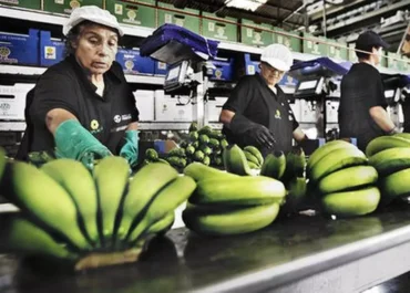 CANARIAS AHORA:  El plátano de Canarias no levanta cabeza en lo que va de 2026      La fruta expedida al mercado de la Península, el principal destino del género canario pues llega a captar en torno al 90% de la oferta anual, acumula 11 semanas de este año con precios medios con pérdidas para los productores locales, siempre por debajo de los 0,64 euros por kilo para calidades superiores
