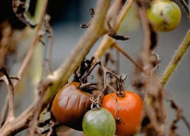 PALCA-UNION DE UNIONES: Unión de Uniones insiste al MAPA en la necesaria autorización de forma excepcional de fitosanitarios eficaces para el tomate, el plátano y aguacate.