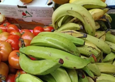 PALMERUS: Alarma en Canarias: la entrada ilegal de plátano macho y mango, evidencia fallos en los controles de las administraciones y supone una grave amenaza para la agricultura y un riesgo sanitario.