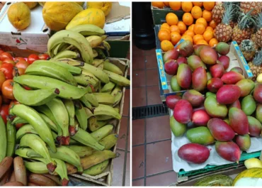 SOL DEL SUR Tenerife: Alarma en Canarias: la entrada ilegal de plátano macho y mango, evidencia fallos en los controles .