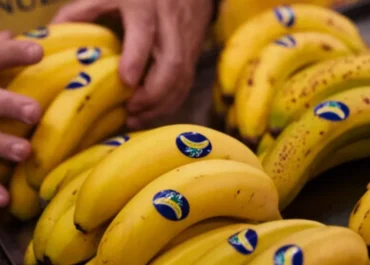 ATLANTICO HOY: La banana se come al plátano canario por la falta de reglas en el mercado europeo Un informe alerta de que la apertura del mercado sin reglas claras está detrás de la caída de cuota del producto canario en Europa
