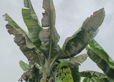 EL APURON: Palca-Unión de Uniones urge a autorizar fitosanitarios ante el impacto de la cochinilla y la mosca blanca en plátano y aguacate