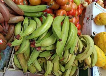 FRESH PLAZA:  Alertan de la entrada ilegal de plátano macho y mango en Canarias.  La Plataforma Agraria Libre de Canarias (PALCA), integrada en Unión de Uniones, ha alertado de la detección en fruterías del archipiélago de productos vegetales introducidos de forma ilegal, en concreto plátano macho y mango, en vulneración de la Orden Ministerial de 12 de marzo de 1987.