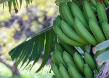 CANARIAS AHORA:  Canarias insiste al Ministerio de Agricultura en autorizar fitosanitarios para combatir plagas en cultivos.      El consejero del área, Narvay Quintero, señala que el Gobierno regional ha formalizado ya una tercera solicitud al Estado para aprobar, de manera excepcional, productos que luchen contra la mosca blanca y la cochinilla, que anteriormente estaban disponibles, pero cuya aprobación ha sido denegada en las dos ocasiones previas