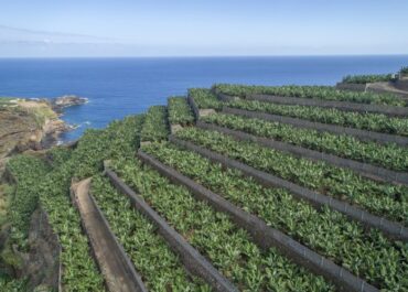 ASPROCAN: HAY QUE RECORDARLES QUE NOS HAGAN UN BALANCE DE LOS RESULTADOS PARA EL SECTOR  DE ESTA PUBLICACIÓN: PHYTOMA: ASPROCAN impulsa el control biológico de plagas del Plátano de Canarias