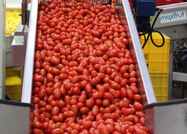 AGROINFORMACIÓN: Agricultores de tomate del Bajo Guadalquivir auguran pérdidas por no usar fitosanitarios e insisten en que se autoricen de manera excepcional