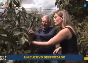 RADIO TELEVISIÓN CANARIA: HAY QUE VERLO; ENTREVISTA A SERGIO RODRÍGUEZ SOBRE LAS PERDIDAS OCASIONADAS POR  LA COCHINILLA EN EL CULTIVO DEL AGUACATE