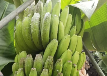 ATLÁNTICO HOY: Agricultores de Canarias piden medidas urgentes por el aumento de plagas en cultivos clave. PALCA pide al Ministerio la autorización urgente de fitosanitarios eficaces ante el aumento de plagas que afectan tanto al plátano como al aguacate.