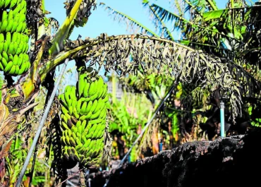CANARIAS 7: La expansión de plagas pone en riesgo el 25% de la producción del plátano de Canarias