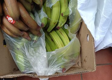 YA HA LLOVIDO DESDE ENTONCES, HEMEROTECA ENTRE 2007 Y 2010, GOBIERNO DE CANARIAS: Agricultura pide reforzar las inspecciones en los puntos de entrada a Canarias de los plátanos, melones y mangos. La Dirección General alerta de que las sanciones a importadores y comerciantes van a seguir aumentando si se detecta fraude. Se han decomisado en el último mes varias partidas ilegales de plátanos y mangos que procedían de países latinoamericanos. Domingo Bueno muestra una especial preocupación acerca de que la importación fraudulenta llegue a los grandes almacenes sin problema.
