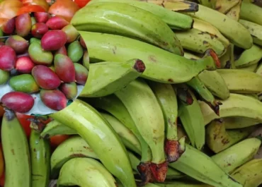 ATLÁNTICO HOY: El sector agrario alerta de importaciones ilegales de fruta a Canarias PALCA y Unión de Uniones denuncian la detección de plátano macho y mango ilegales en fruterías y advierten del riesgo para la agricultura y la seguridad alimentaria