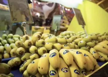 CANARIAS RADIO: ESTIBALIZ PÉREZ, ENTREVISTA A SERGIO RODRÍGUEZ SECRETARIO DE PALCA TENERIFE SOBRO EL HUNDIMIENTO DE LOS PRECIOS DEL PLÁTANO DE CANARIAS IGP.