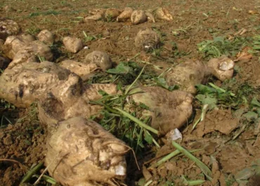 AGROINFORMACIÓN: Piden a la Junta que presione para que se permita utilizar el único producto que controla con eficiencia la cercospora en la remolacha