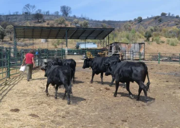 AGROINFORMACIÓN: Otra norma a espaldas del sector: las exigencias del decreto de protección a la atmósfera son «inasumibles, desproporcionadas y ajenas a la realidad»
