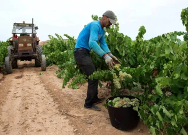AGROINFORMACIÓN: Agricultura revisa a la baja la renta agraria de 2025 y la sitúa en 39.798 millones, algo más de un 4% menos del cálculo inicial