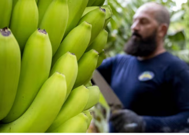 EUROPAPRESS: El sector primario de Canarias pide el desbloqueo de productos fitosanitarios para luchar contra las plagas