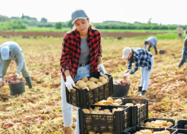 EL ESPAÑOL: Los agricultores españoles coinciden: «Preferimos tirar la cosecha a que nos paguen 80 céntimos el kilo de tomates»