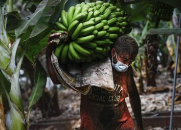 EL APURON: Palca denuncia que «más de 4000 plataneros de La Palma esperan por la ayuda a la ceniza»