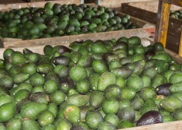 OK DIARIO: Revolución en la industria frutícola: Australia prueba un escáner de madurez para saber si un aguacate está en su punto