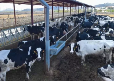 EL DIA: La guerra de la leche: tensión máxima entre ganaderos e industria por la caída del 15% en los precios
