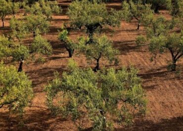 OK DIARIO: Los agricultores de Jaén están en pie de guerra: la plaga de algodoncillo arrasa hasta el 60% de los olivares