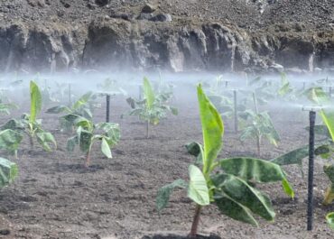 EL APURON: Asepalma pide un «último empujón» de 223 millones para acabar la reconstrucción platanera
