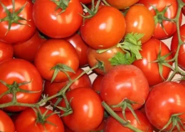 ATLÁNTICO HOY: Paso clave para el tomate canario: arranca la búsqueda de su reconocimiento como producto protegido