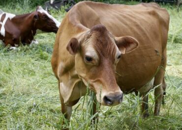 LA VOZ DE GALICIA: Los ministros de Agricultura de la UE debaten un mejor reparto de la PAC ante el dato de que el 13 % de las granjas no son viables