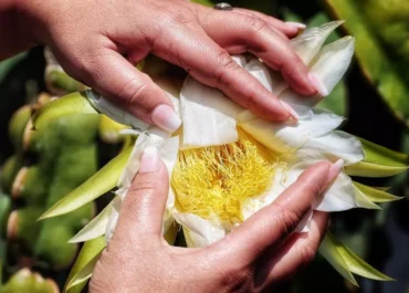 EL DIA: De la uva y el plátano a la papaya y el aguacate: el campo de Tenerife apuesta por la fruta tropical