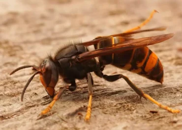 LA PROVINCIA: Los apicultores canarios, en alerta por la avispa asiática: “Estamos rezando”